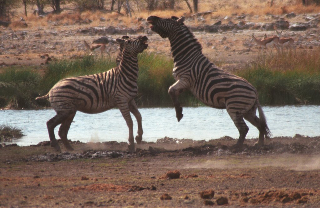 Zebras