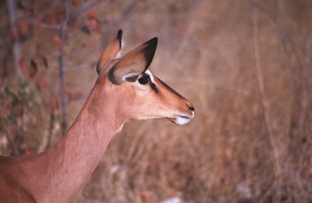 Impala female